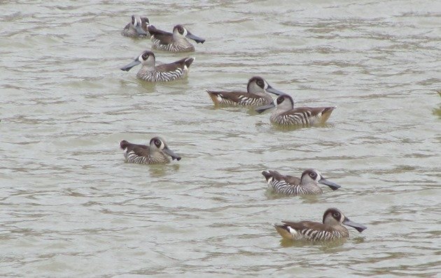 Pink-eared Ducks (3)