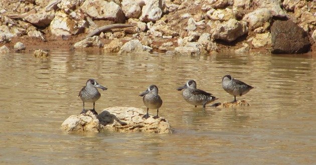 Pink-eared Ducks (5)