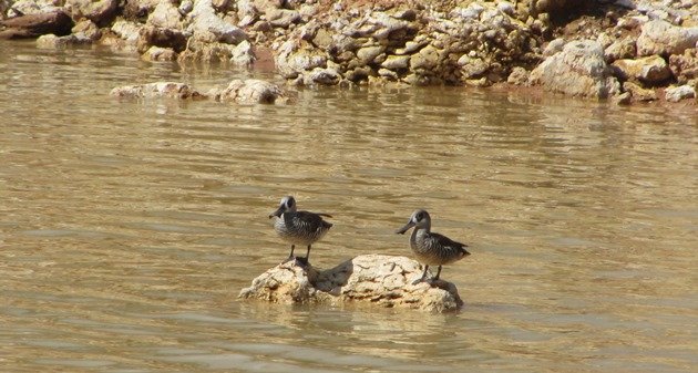 Pink-eared Ducks (6)