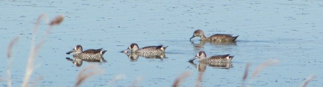 Pink-eared Ducks & Grey Teal