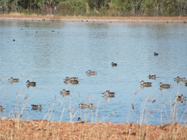 Pink-eared Ducks & Grey Teal