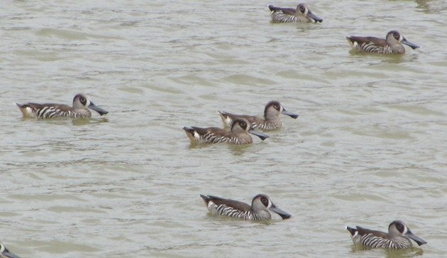 Pink-eared Ducks