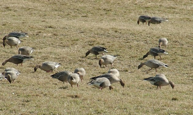 Pink-footed Geese  Wikipedia Commons