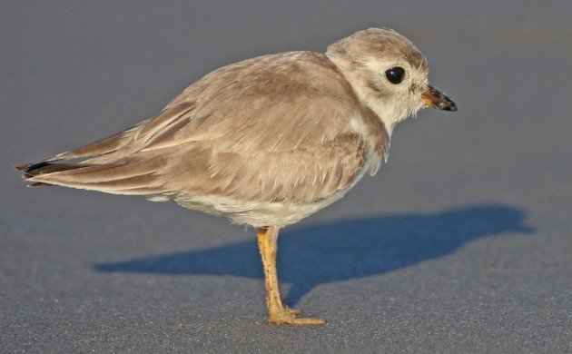 Piping Plover juvenile