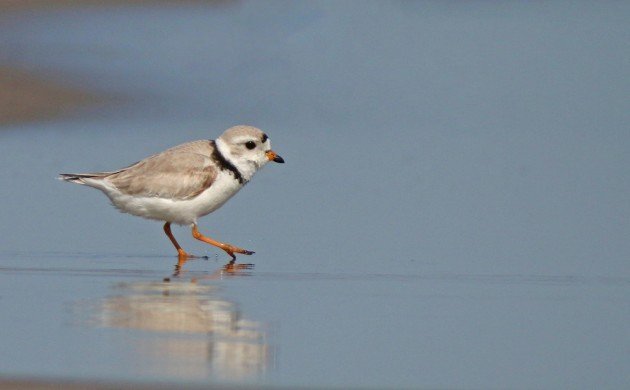 Piping Plover