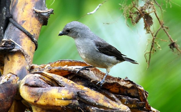 Plain-colored Tanager