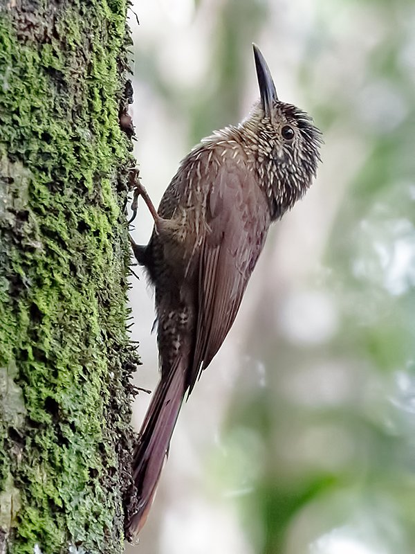 Planalto Woodcreeper