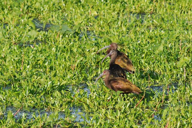 Plegadis ibises by David J. Ringer