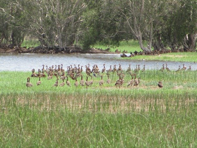 Plumed Whisting-Ducks