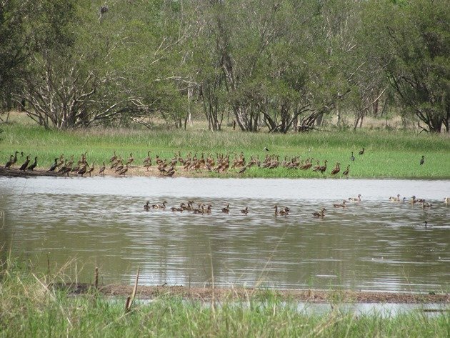 Plumed Whistling-Ducks,Little Black Cormorant and Glossy Ibis