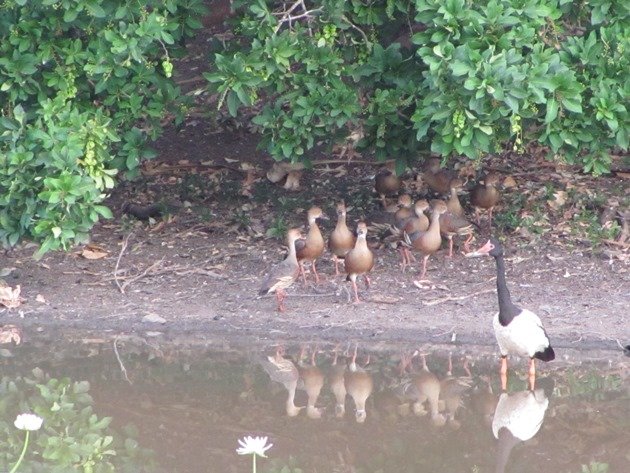 Plumed Whistling-ducks