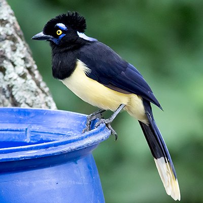 Plush-crested Jay