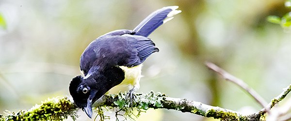 Plush-crested Jay