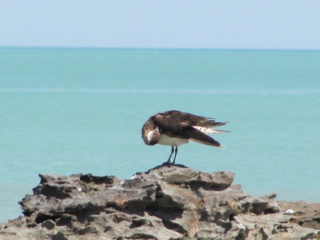 Pomarine Jaeger (3)