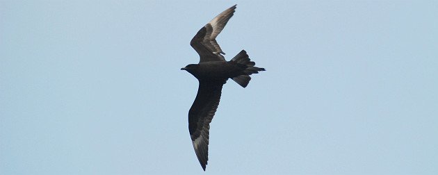 Pomarine Jaeger by David J. Ringer