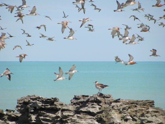 Pomarine Jaeger & shorebirds