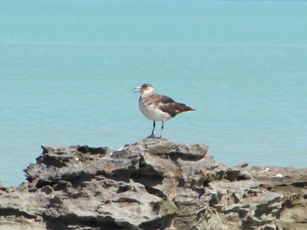 Pomarine Jaeger