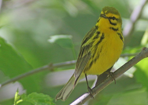 Prairie Warbler at the waterhole