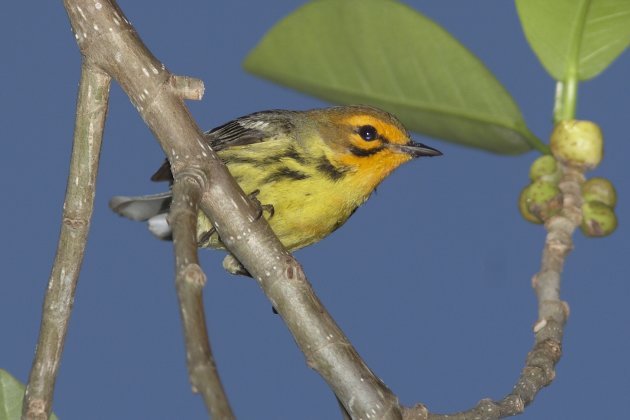 Orange-faced Prairie Warbler