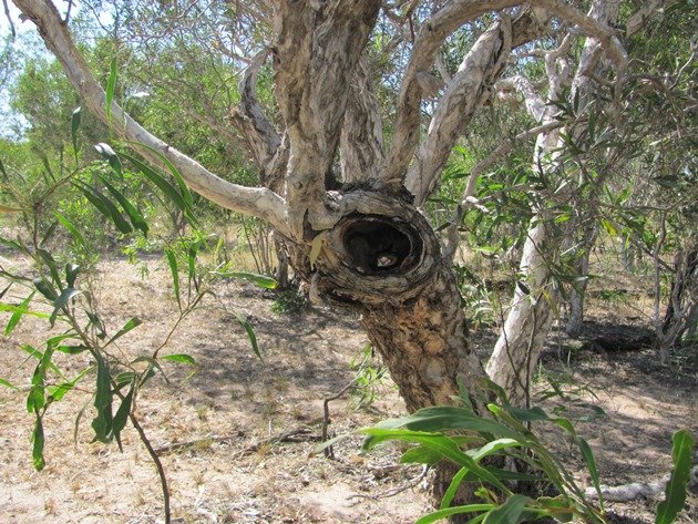 Previous Owlet-nightjar hole