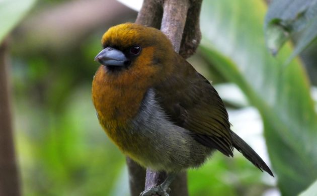 Prong-billed Barbet