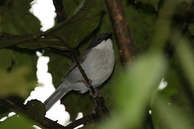 Pink-footed Puffback by Cuan Rush