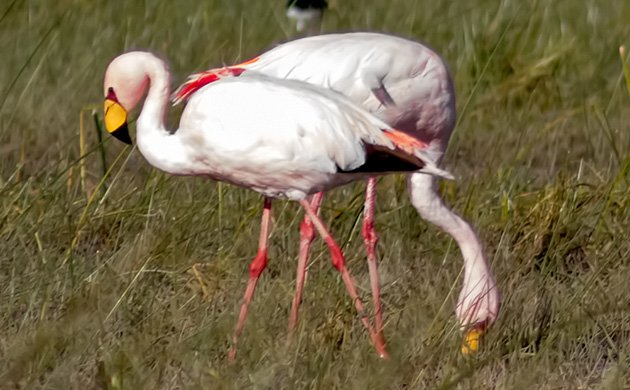 Puna Flamingo