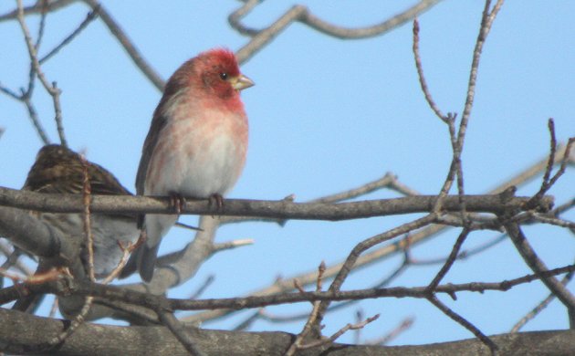 Purple Finch