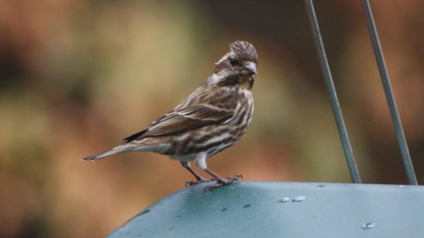 Purple Finch