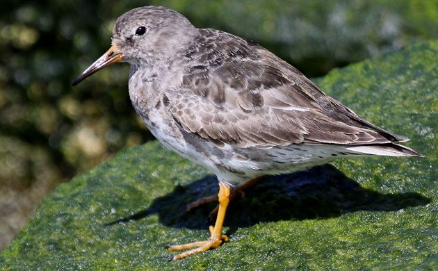 Purple Sandpiper