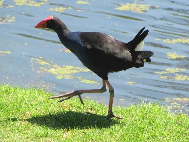 Purple Swamphen