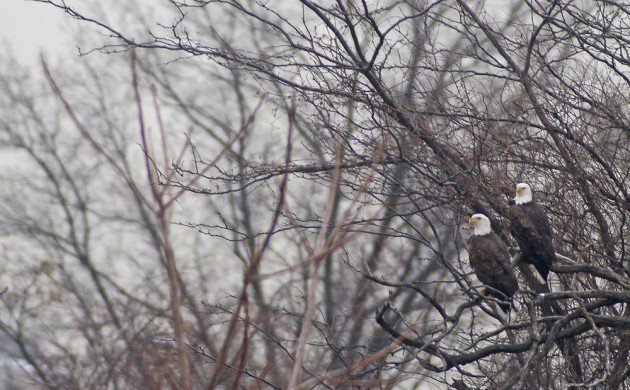 Queens CBC Bald Eagles