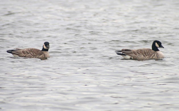 Queens CBC Cackling Geese