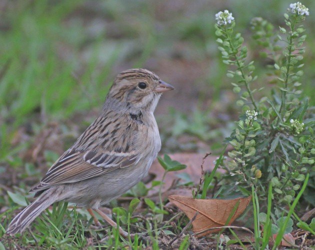 Queens CBC Clay-colored Sparrow