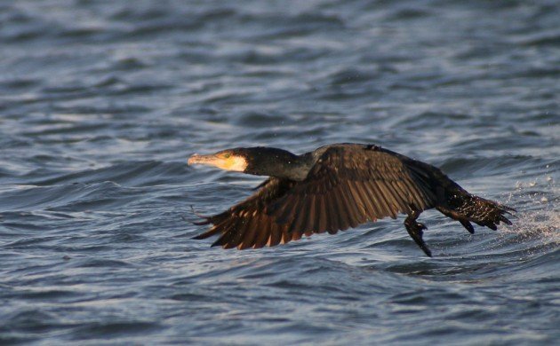 Queens CBC Great Cormorant
