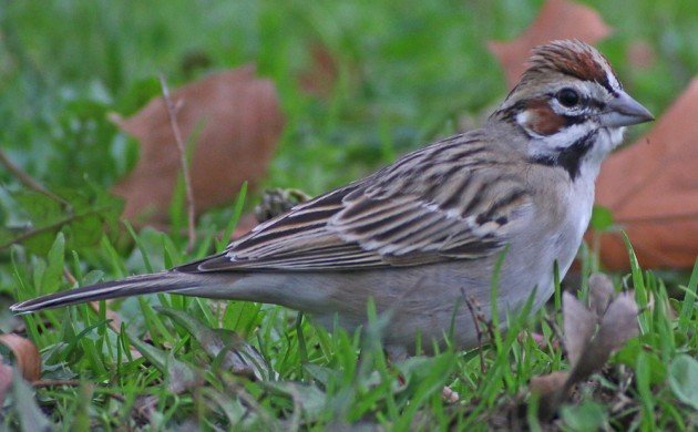Queens CBC Lark Sparrow 2