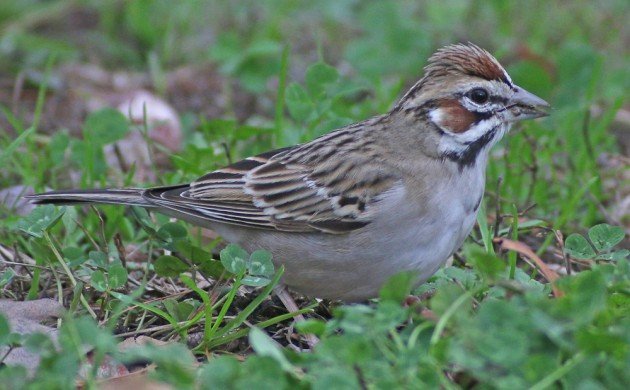 Queens CBC Lark Sparrow