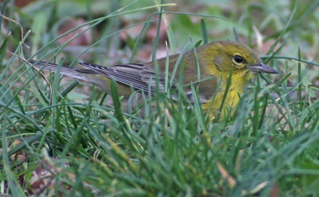 Queens CBC Pine Warbler