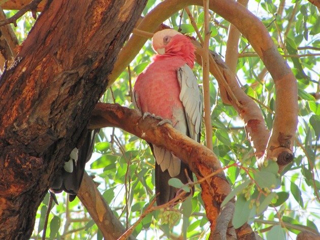 Queensland Galah (2)