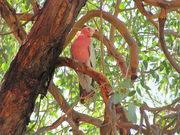 Queensland Galah (3)