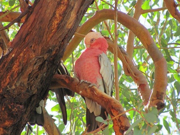 Queensland Galah