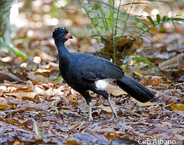 RB Curassow Ciro Albano