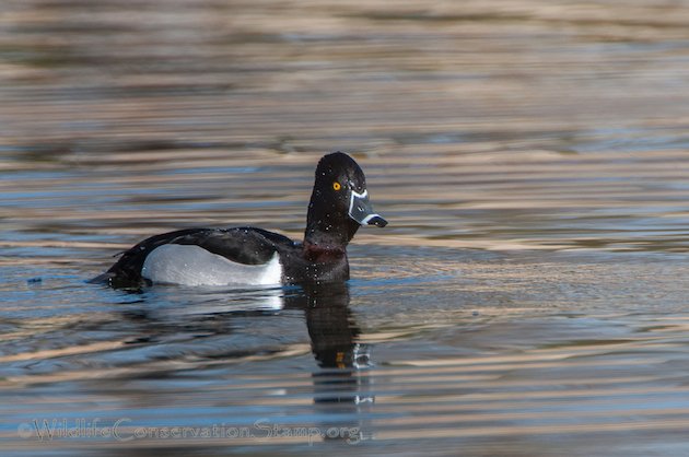 Ring-necked Duck Drake