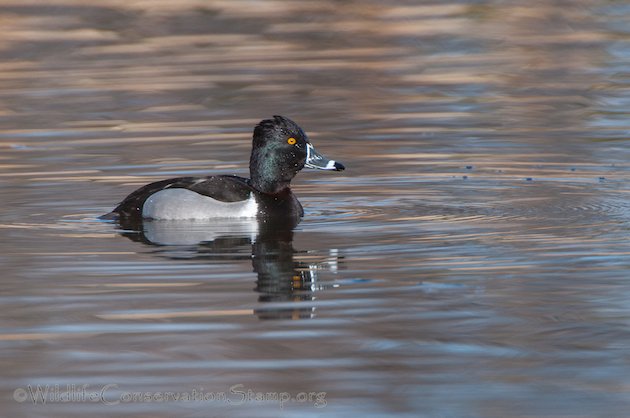 Ring-necked Duck Drake