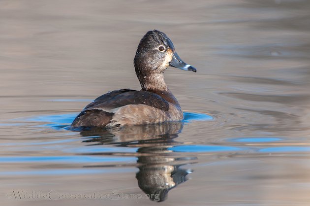 Ring-necked Duck Female