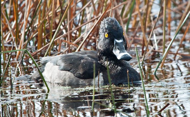 Ring-necked Duck