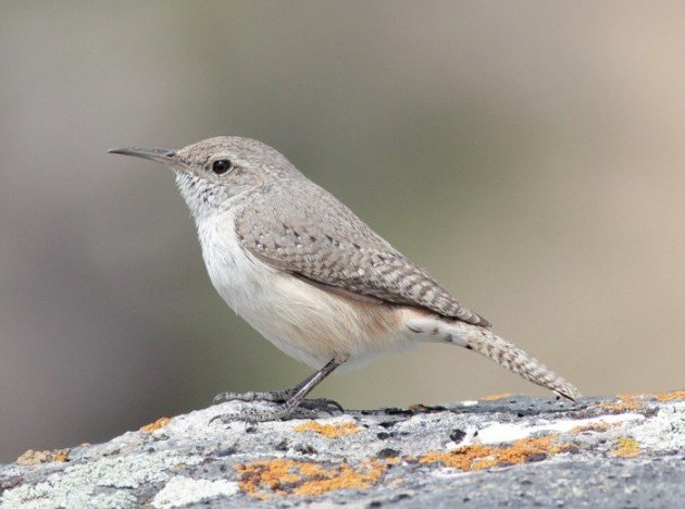 Rock Wren Alex Lamoreaux