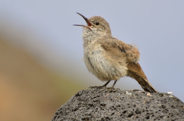 Rock Wren