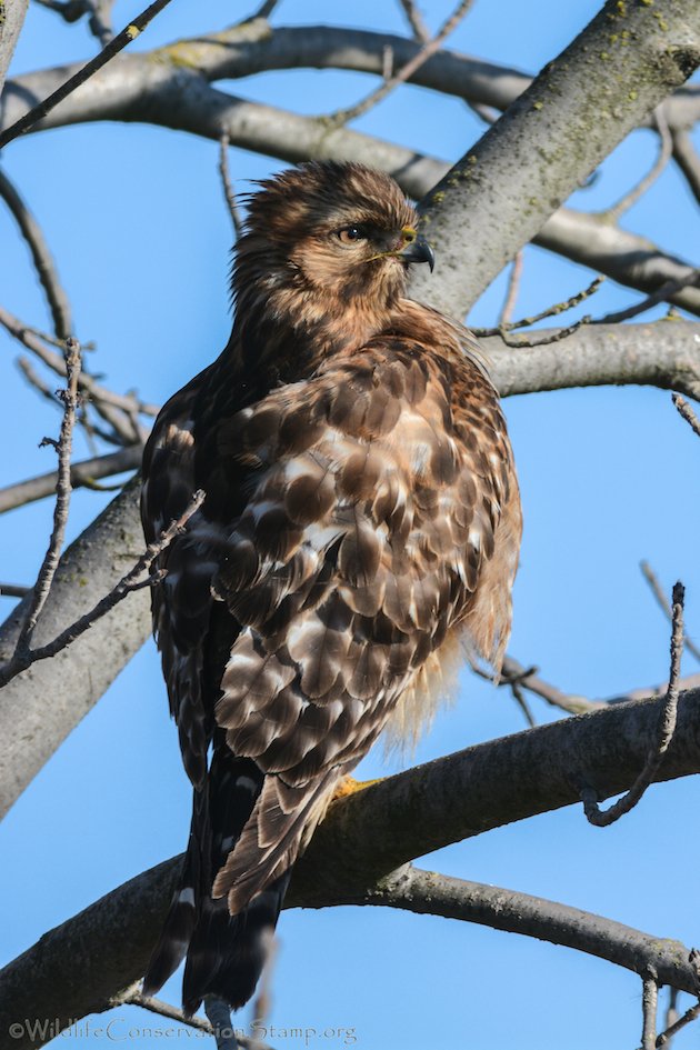 Red-shouldered Hawk Juvenile