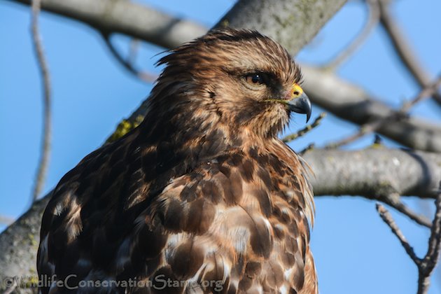 Red-shouldered Hawk